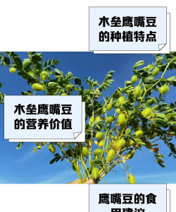鹰嘴豆的养殖方法和注意事项