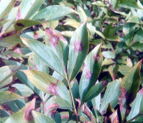 小众送妈妈的花有哪些花