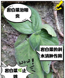 岩白菜的养殖方法和注意事项