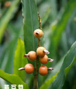 小众送妈妈的花有哪些花