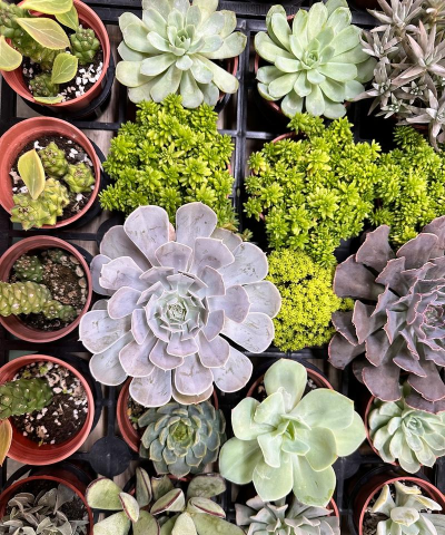 小众送妈妈的花有哪些花