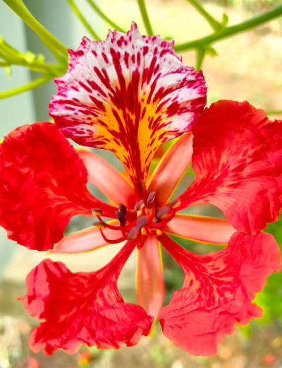 小众送妈妈的花有哪些花