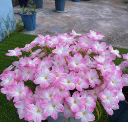 小众送妈妈的花有哪些花