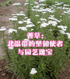 西洋蓍草的养殖方法和注意事项