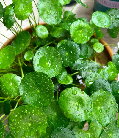 小众送妈妈的花有哪些花