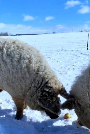 小众送妈妈的花有哪些花