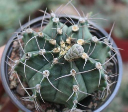 小众送妈妈的花有哪些花