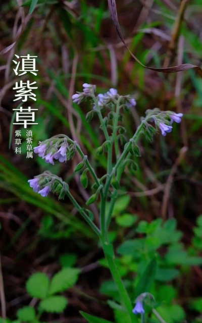 滇紫草的养殖方法和注意事项