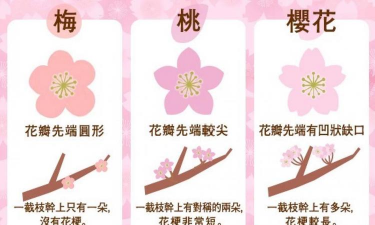 小众送妈妈的花有哪些花