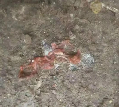 鸡得了球虫病怎么办