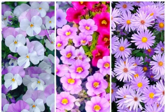 小众送妈妈的花有哪些花