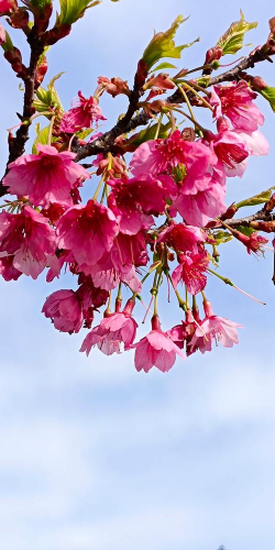 小众送妈妈的花有哪些花