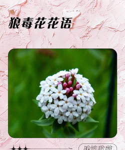 狼毒花的养殖方法和注意事项