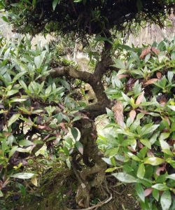 小众送妈妈的花有哪些花