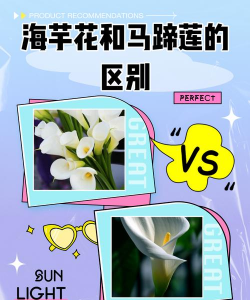 马蹄莲和海芋的区别