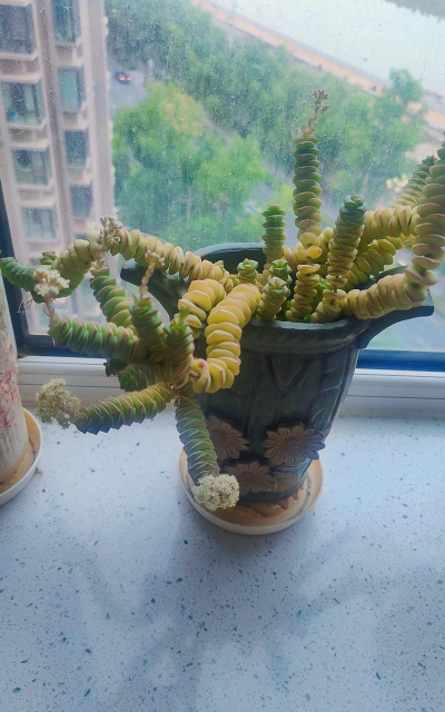 小众送妈妈的花有哪些花