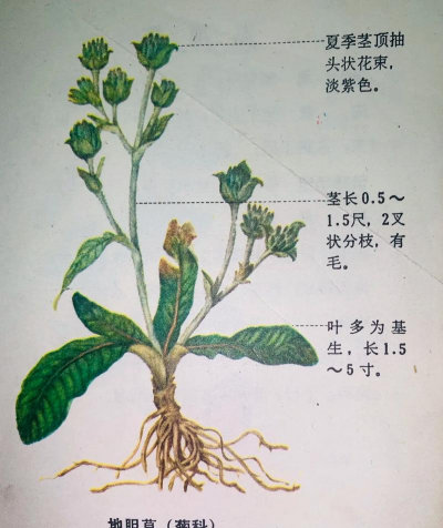 地胆草怎么种植