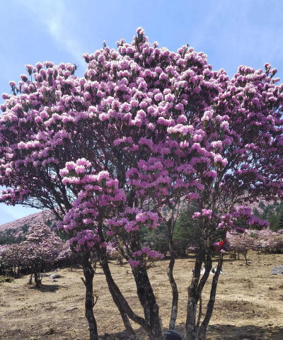 西昌的花有哪些