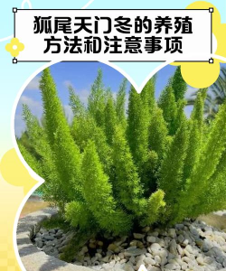 款冬的养殖方法和注意事项