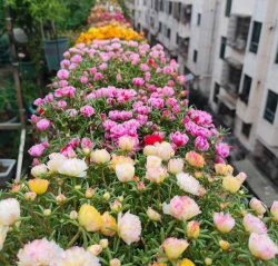 小众送妈妈的花有哪些花