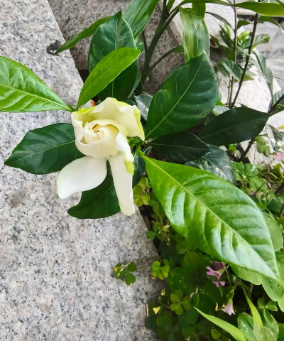 小众送妈妈的花有哪些花