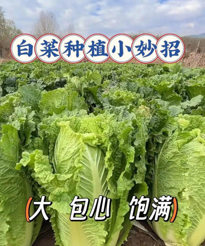 怎么种植包心菜