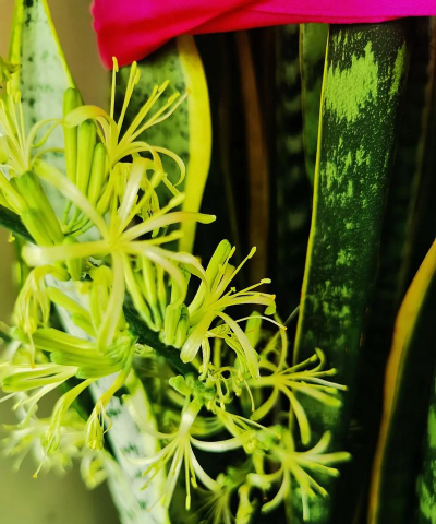 小众送妈妈的花有哪些花