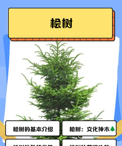 怎么种植桧柏