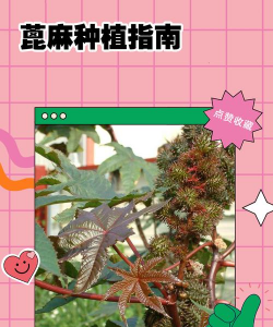 篦麻怎么种植