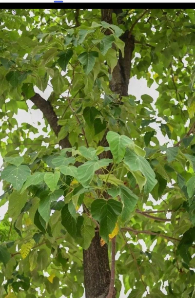 小众送妈妈的花有哪些花