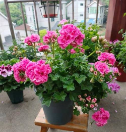 小众送妈妈的花有哪些花