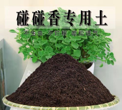 碰碰香用什么土养殖