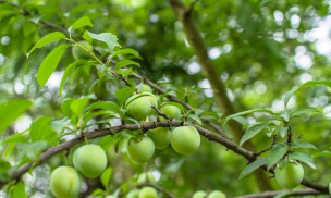 小众送妈妈的花有哪些花