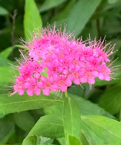 粉色花有哪些草药