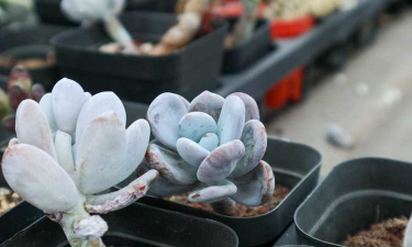 小众送妈妈的花有哪些花