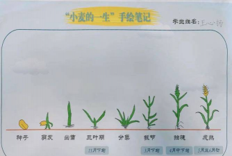 小众送妈妈的花有哪些花