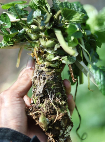 小众送妈妈的花有哪些花