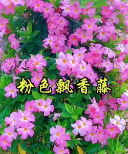 粉色藤蔓花有哪些