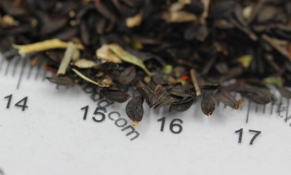 小众送妈妈的花有哪些花