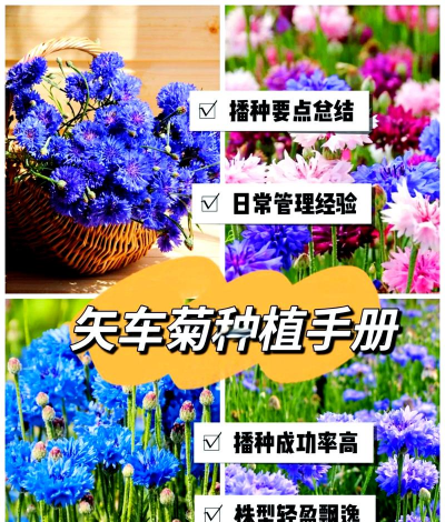 小众送妈妈的花有哪些花