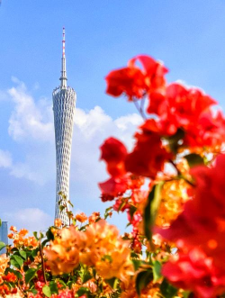 小众送妈妈的花有哪些花