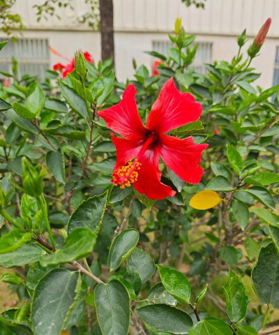 小众送妈妈的花有哪些花