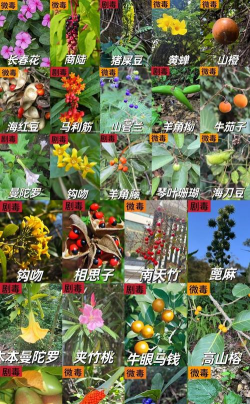 什么植物含有毒性