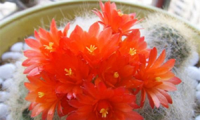 小众送妈妈的花有哪些花