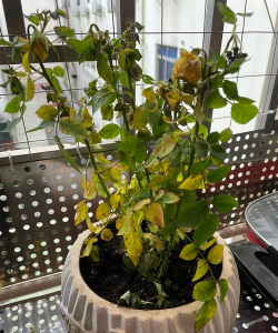 小众送妈妈的花有哪些花