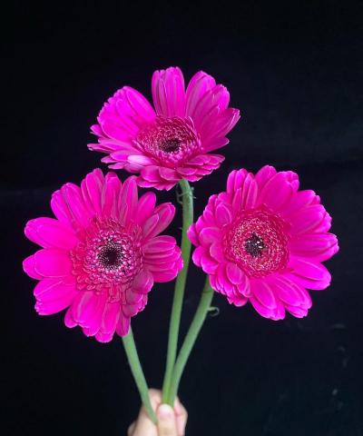 小众送妈妈的花有哪些花