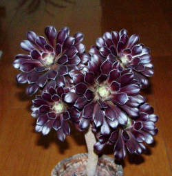 小众送妈妈的花有哪些花