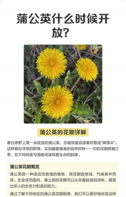 蒲公英花什么时候盛开