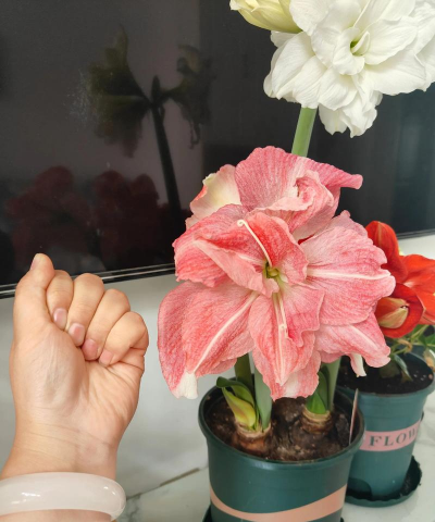 小众送妈妈的花有哪些花