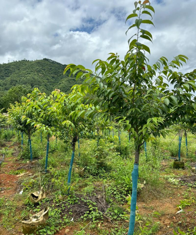 小众送妈妈的花有哪些花